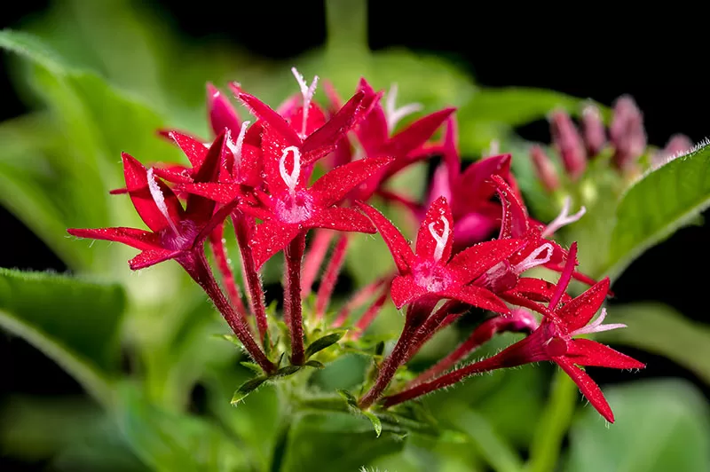Red flowering Pentas