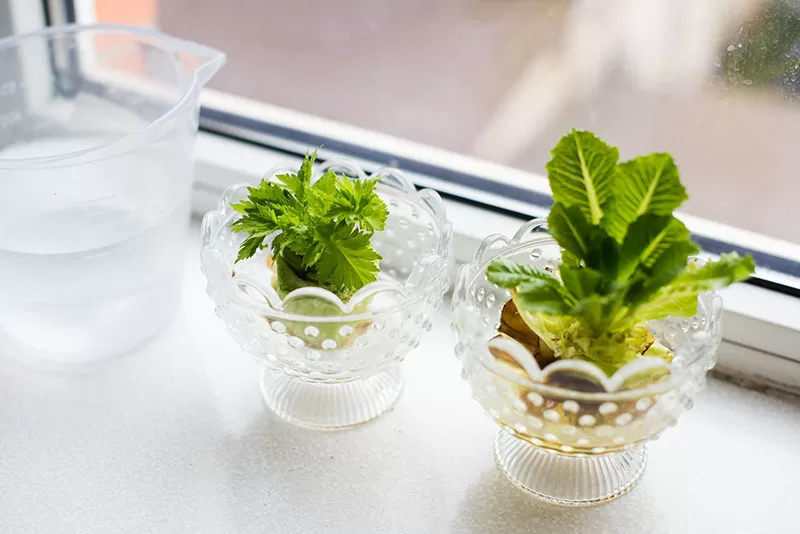 egrowing vegetables in glass bowls from kitchen scraps