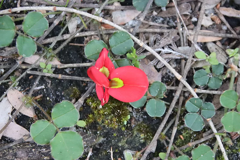 Running Postman – Kennedia prostrata