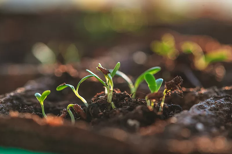 Seedlings sprouting in a peat pot