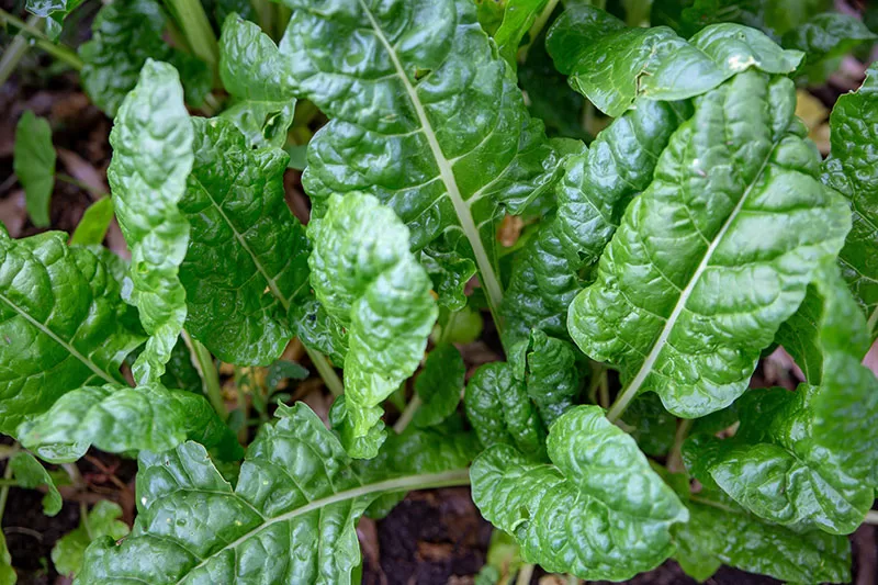 Silverbeet growing in a vegetable garden