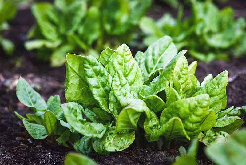 Spinach growing in a vegetable patch
