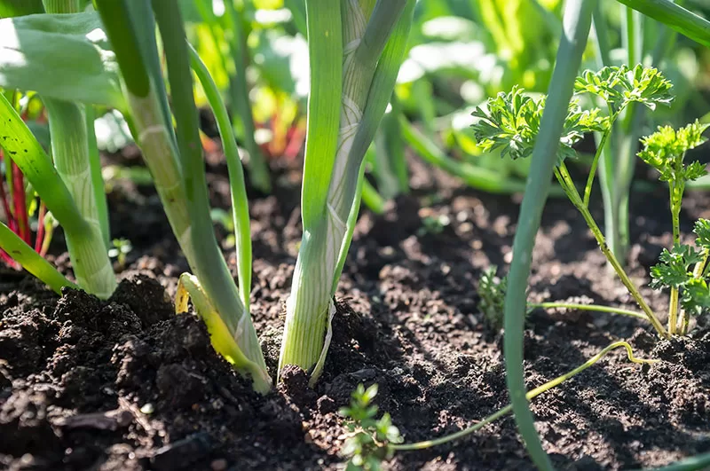Spring Onions in the ground
