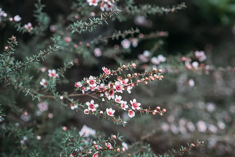 Tea Tree – Leptospermum sp.