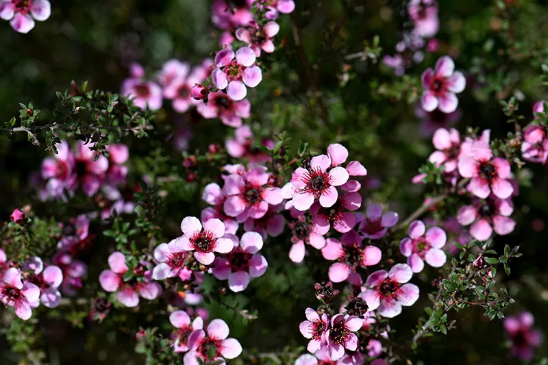 Tea Tree – Leptospermum spp.