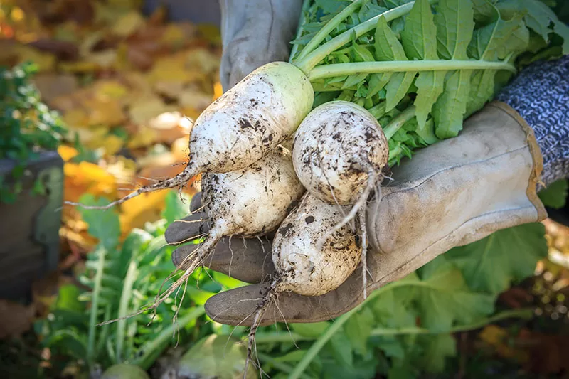 Turnips grown in a vegetable garden