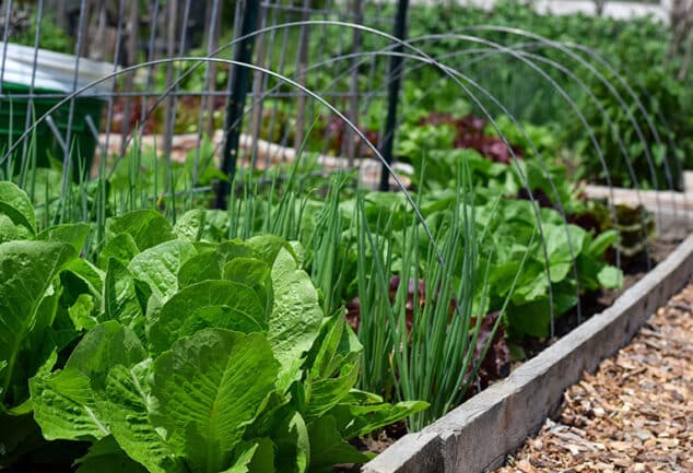 Vegetables to grow in Autumn in a vegetable patch