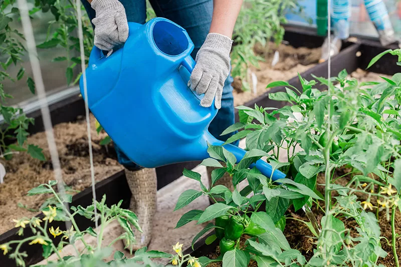 Watering the vegetable garden with a watering can