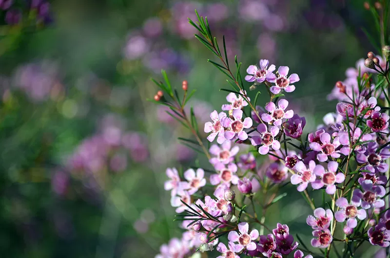 Geraldton Wax Flower – Chamelaucium uncinatum