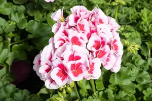 White and pink flowering Geranium