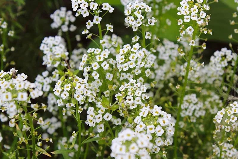 White flowering Alyssum
