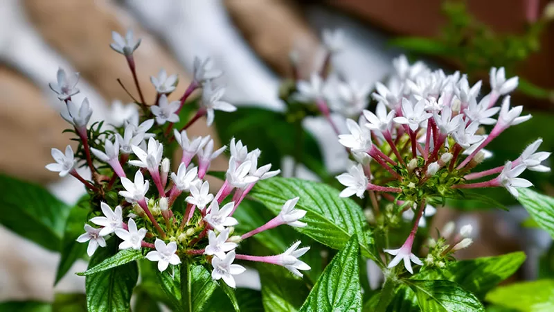 White flowering Pentas