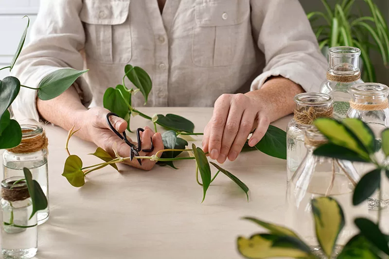 Woman taking Philodendron cuttings