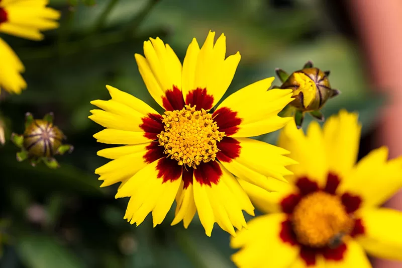 Yellow Coreopsis with red centre
