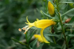 Yellow flowering Eremophila – Emu Bush