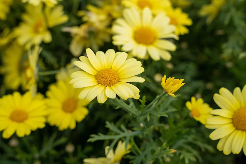 Yellow flowering Marguerite Daisy – Argyranthemum frutescens
