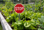 A stop sign in the vegetable garden indicating that grey water should not be used.
