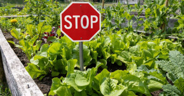 A stop sign in the vegetable garden indicating that grey water should not be used.