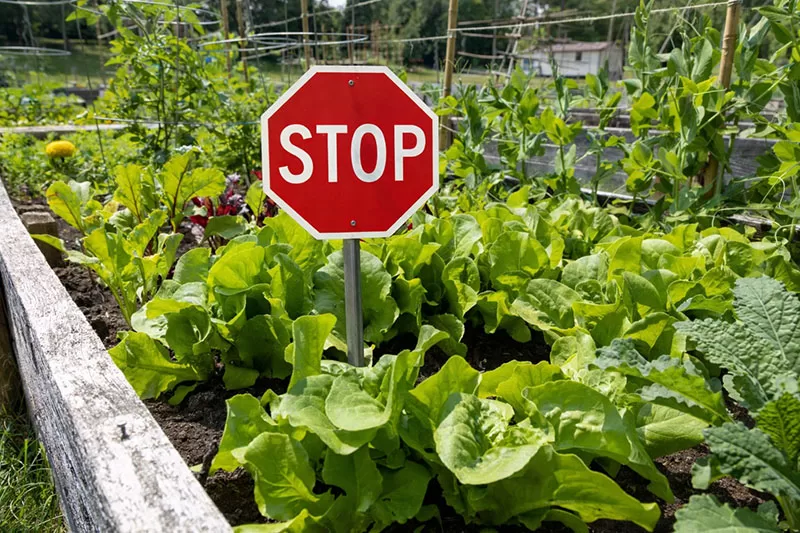 A stop sign in the vegetable garden indicating that grey water should not be used.