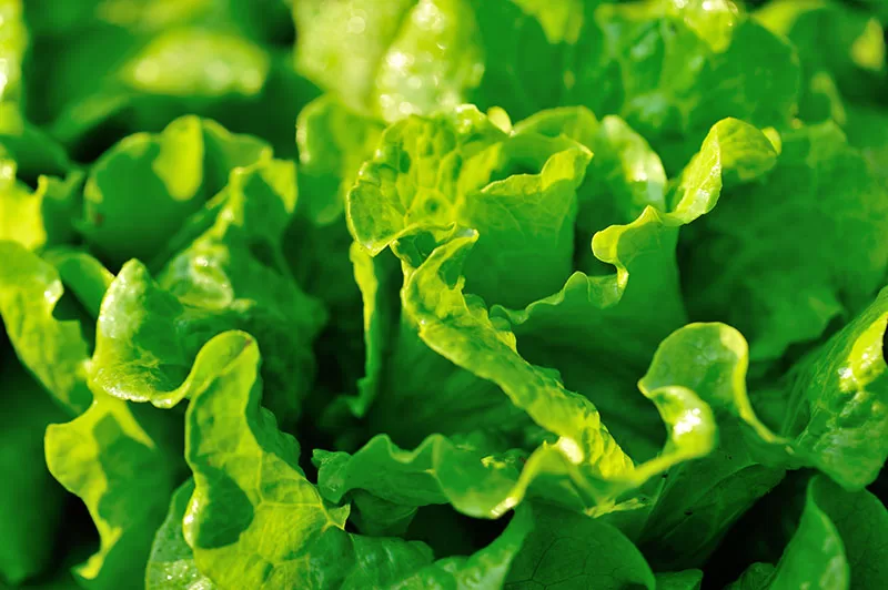 Fresh lettuce