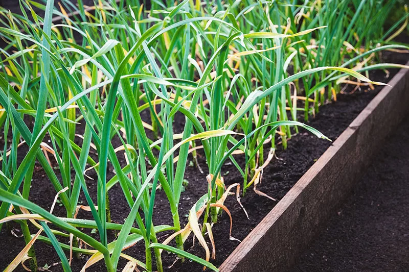 Growing garlic in a raised garden bed