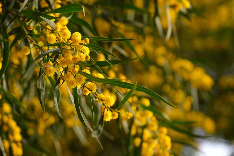 Acacia mimosa - Wattle