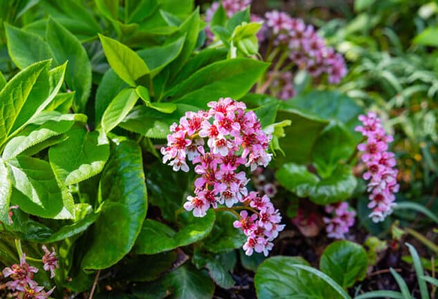 Bergenia – Bergenia Species
