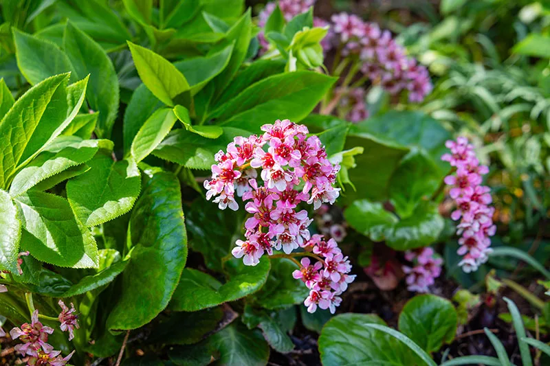 Bergenia – Bergenia Species