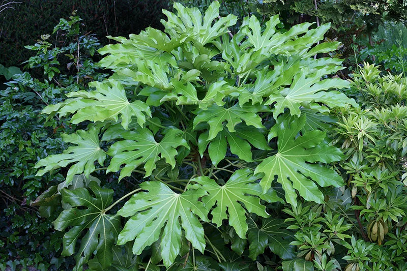 Japanese Aralia – Fatsia japonica