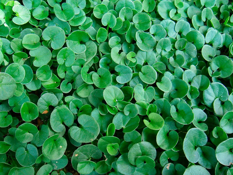 Kidney Weed – Dichondra repens