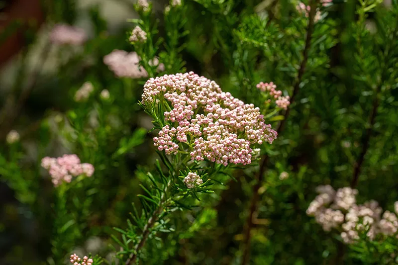 Rice Flower (Ozothamnus diosmifolius)
