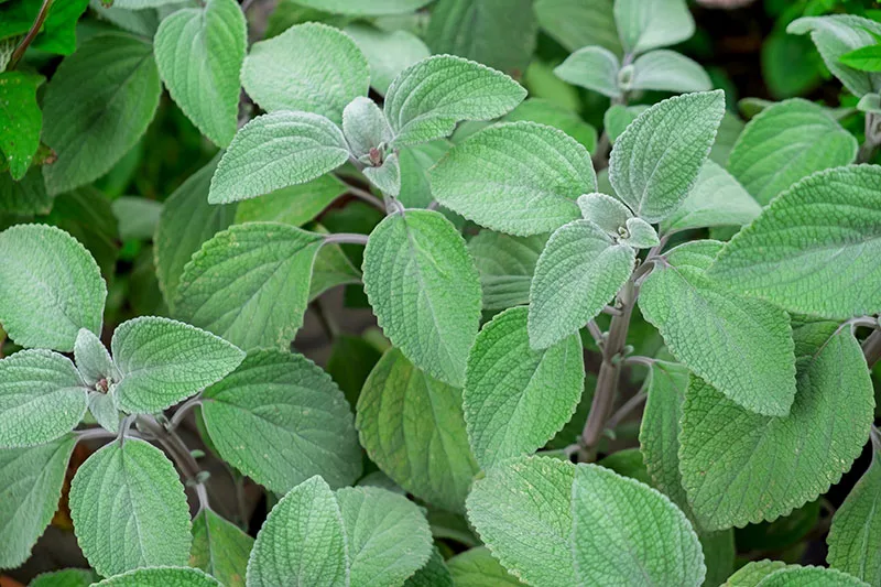 Silver Spurflower – Coleus argentatus Syn. Plectranthus argentatus