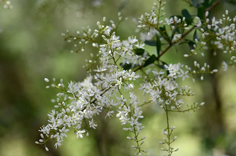 Sweet Bursaria (Bursaria spinosa)