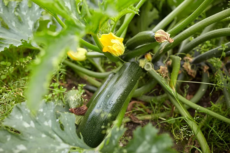 Zucchini in the garden bed