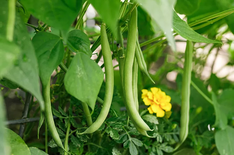 Beans growing in a vegetable garden