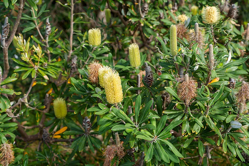 Banksia integrifolia - Coast Banksia