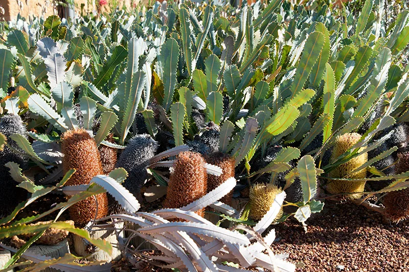 Banksia petiolaris - Prostrate Banksia