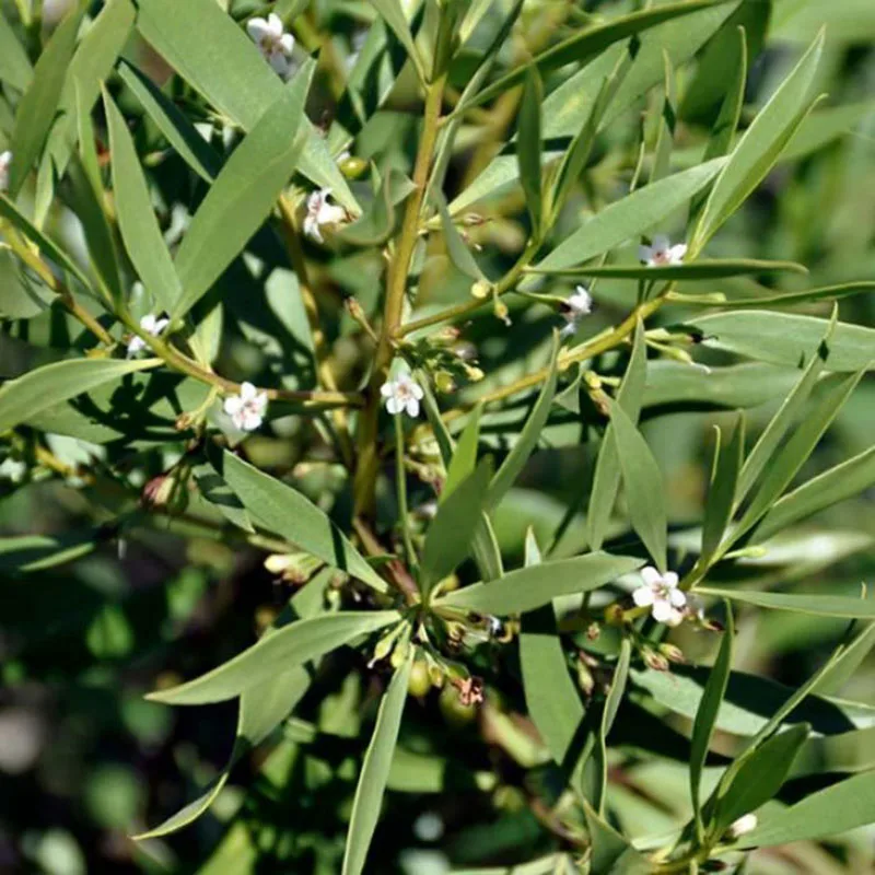 Common Boobialla – Myoporum insulare