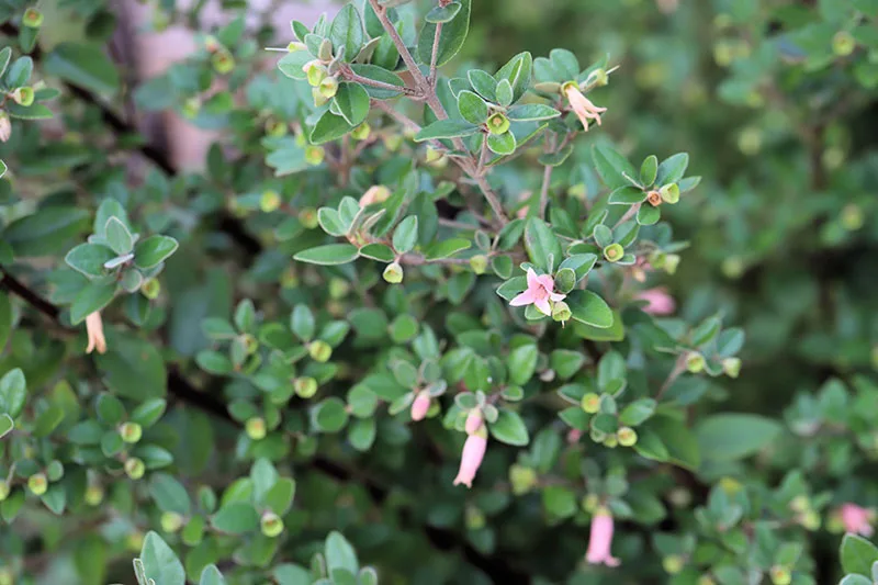 Correa 'Coastal Pink' (Correa alba hybrid)