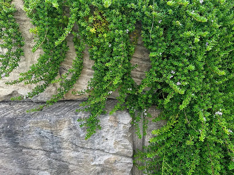 Creeping Boobialla – Myoporum parvifolium grown over a retaining wall