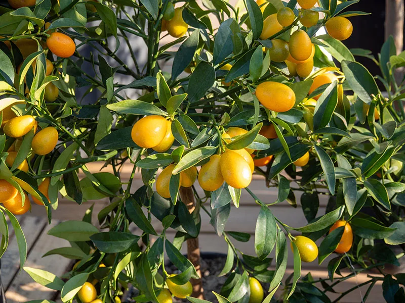 Fruit growing on a Cumquat plant located in a pot