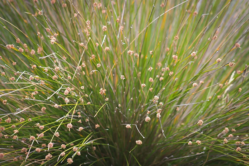 Knobby Club Rush – Ficinia nodosa