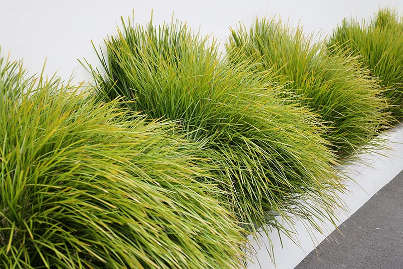 Lomandra longifolia – Spiny-Headed Mat Rush in a narrow garden bed