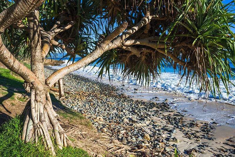 Pandanus tectorius