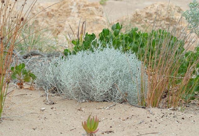 Top 12 Plants For Coastal Gardens Salt And Wind Tolerant Australian Natives