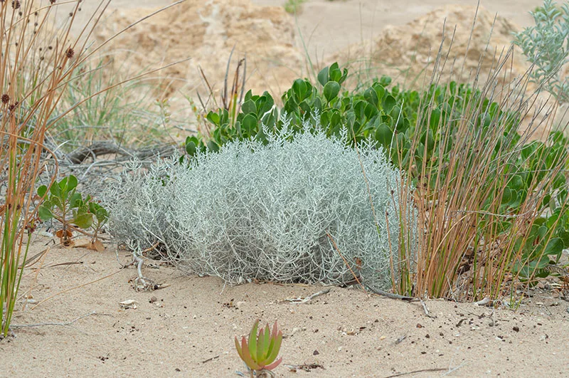 Top 12 Plants For Coastal Gardens Salt And Wind Tolerant Australian Natives