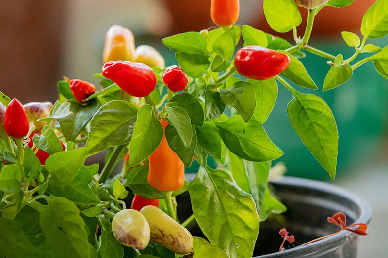 Red, yellow and orange chillies growing in a pot