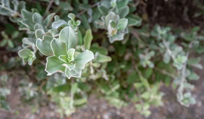 Saltbush – Atriplex And Rhagodia Species