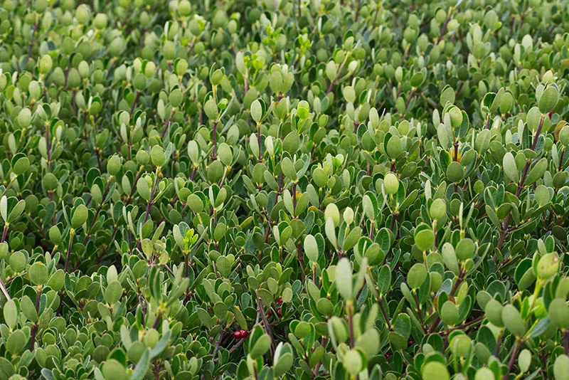 Sea Box – Alyxia buxifolia