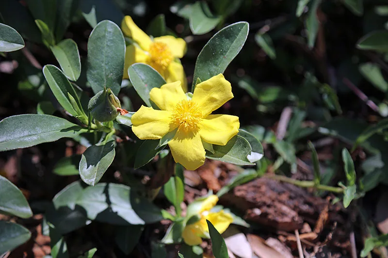 Snake Vine or Guinea Flower - Hibbertia scandens